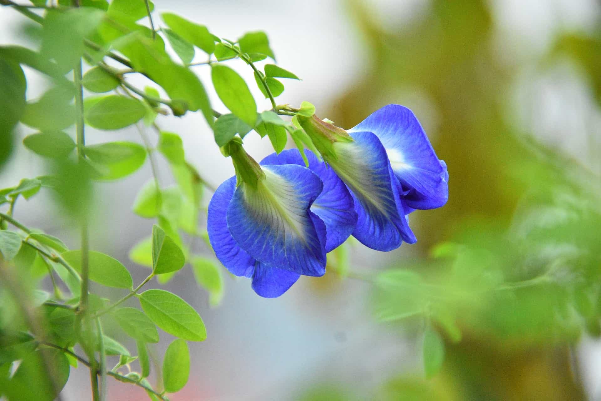 butterfly-pea-flower